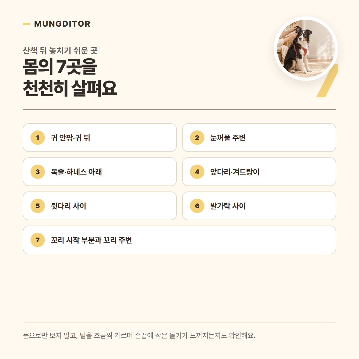 산책 후 반려견 몸에서 확인할 진드기 위치 7곳을 표시한 정보 카드