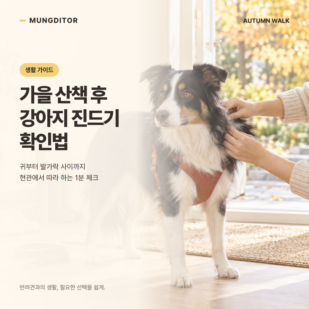 가을 산책 뒤 가상의 보더콜리 털을 살피는 장면과 진드기 확인법 제목이 담긴 표지 · AI 연출 이미지